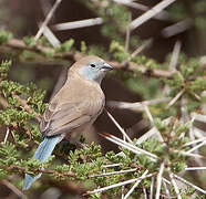 Blue-capped Cordon-bleu