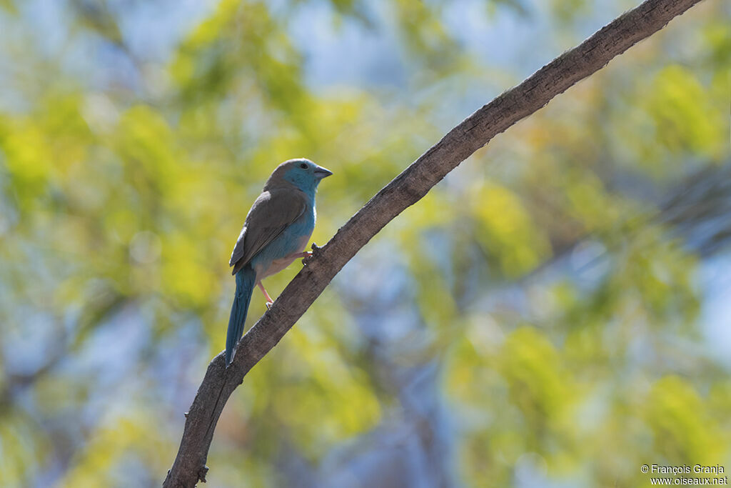 Blue Waxbill