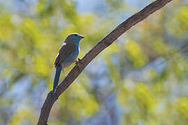 Blue Waxbill