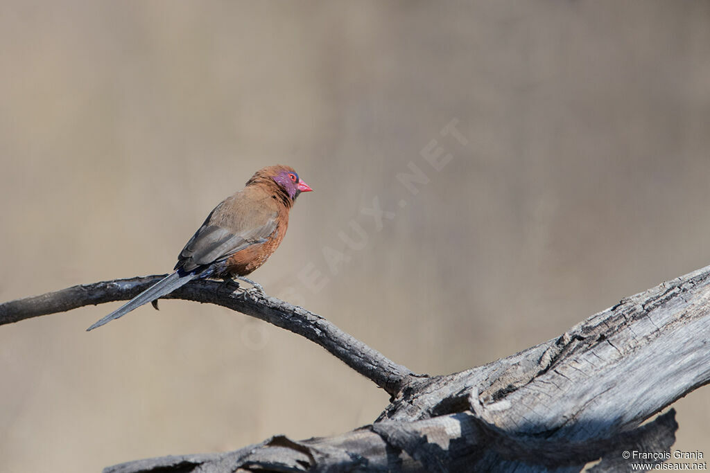 Violet-eared Waxbill