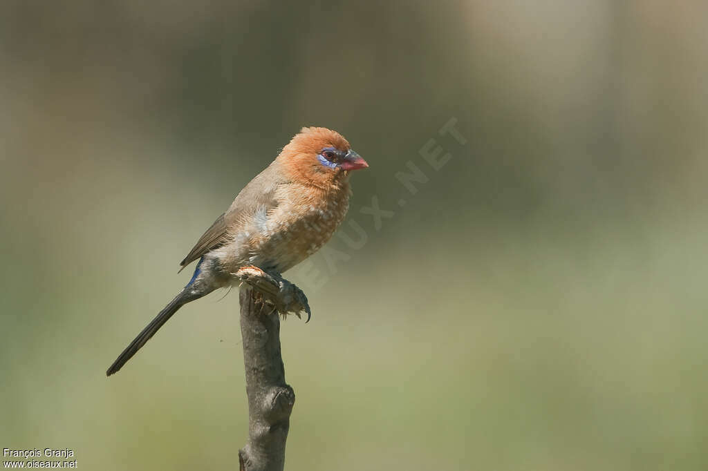 Purple Grenadier female immature, identification