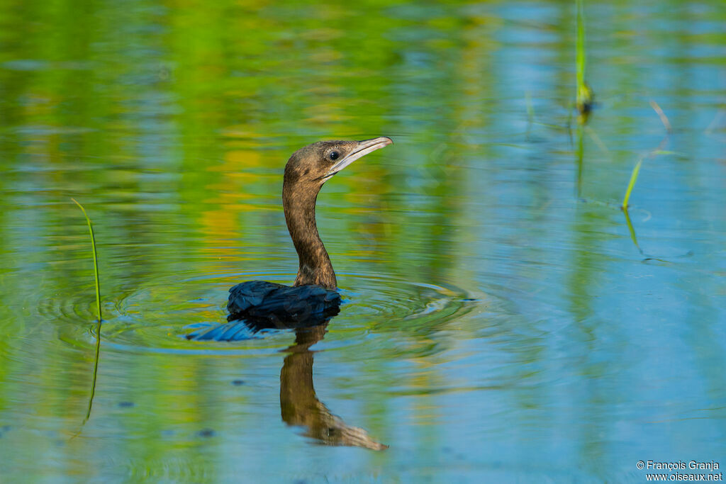 Indian Cormorant