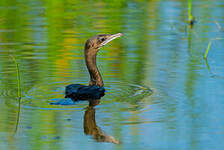 Cormoran à cou brun