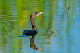 Indian Cormorant