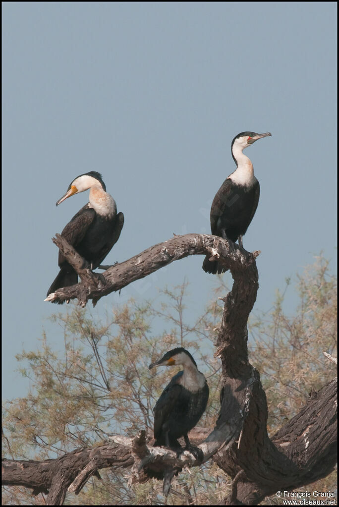 Cormoran à poitrine blanche