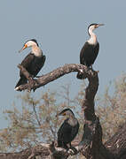 White-breasted Cormorant