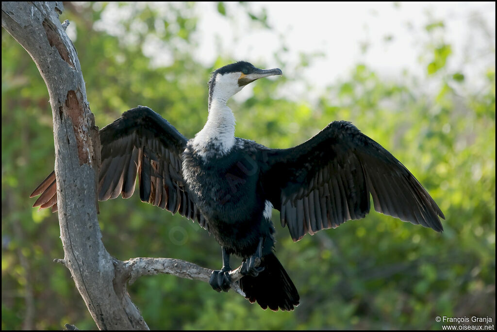 Cormoran à poitrine blanche