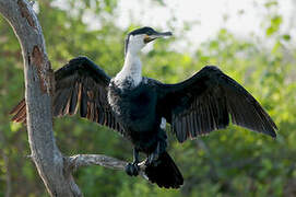 White-breasted Cormorant