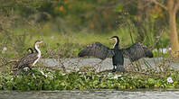 Cormoran à poitrine blanche