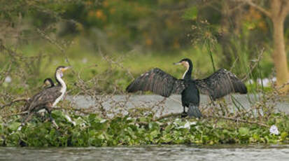 Cormoran à poitrine blanche