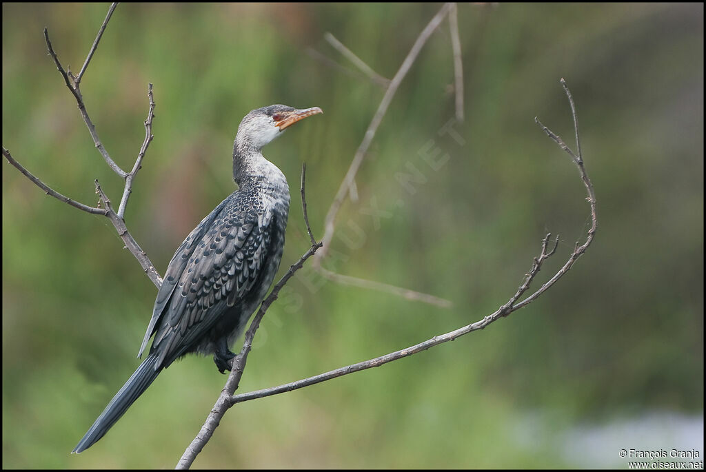 Cormoran africain