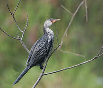 Reed Cormorant