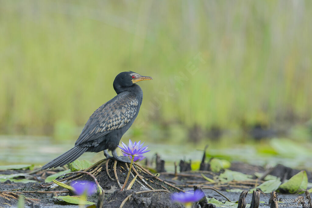 Cormoran africain