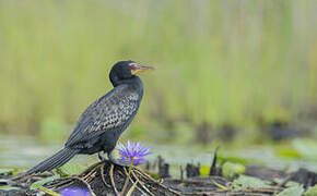 Cormoran africain