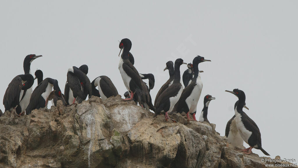 Guanay Cormorant