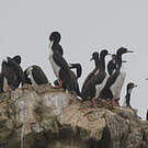 Cormoran de Bougainville