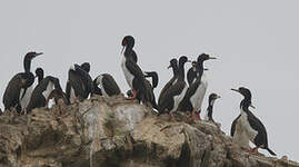 Cormoran de Bougainville