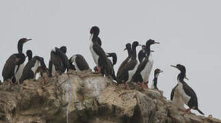 Guanay Cormorant