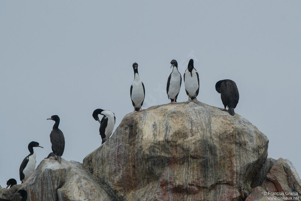 Guanay Cormorant