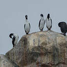 Cormoran de Bougainville