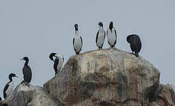 Cormoran de Bougainville