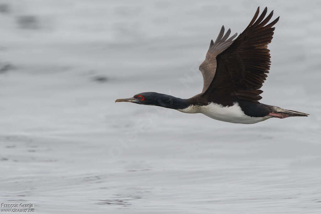 Guanay Cormorantadult, Flight