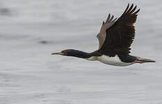 Cormoran de Bougainville