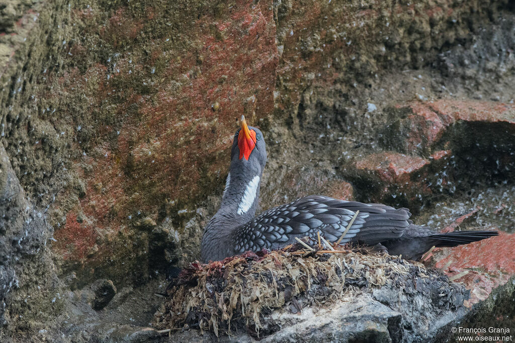 Red-legged Cormorant