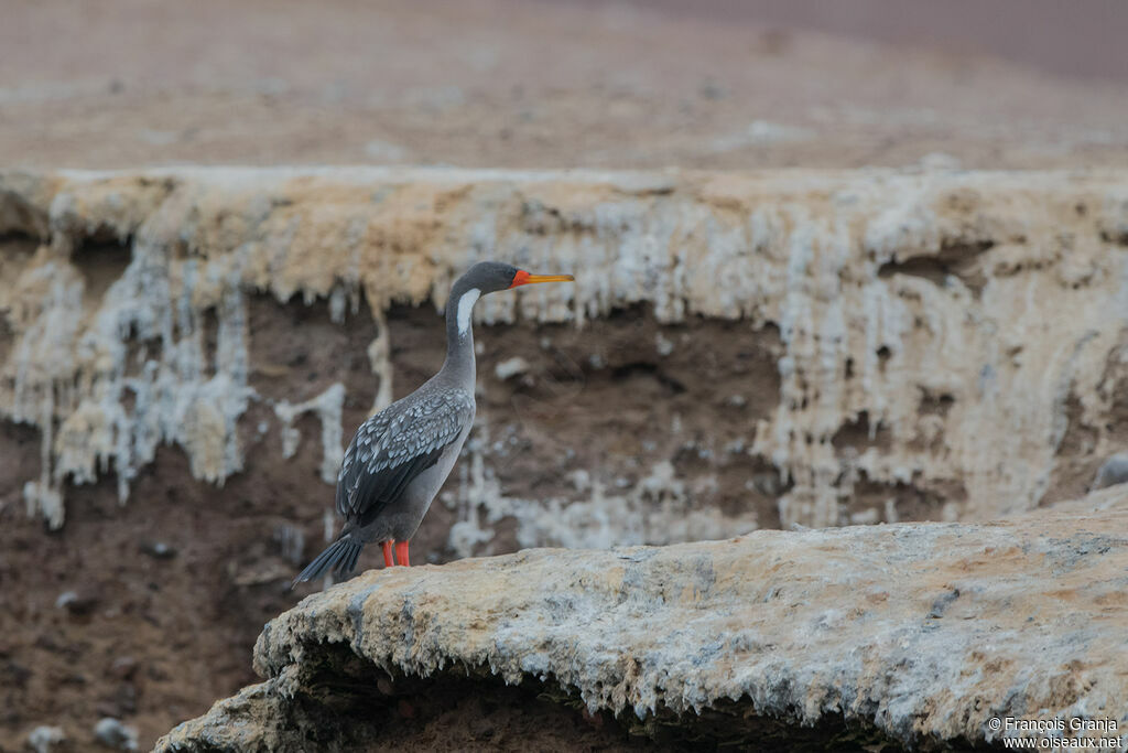 Red-legged Cormorant