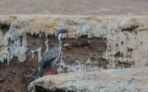 Red-legged Cormorant