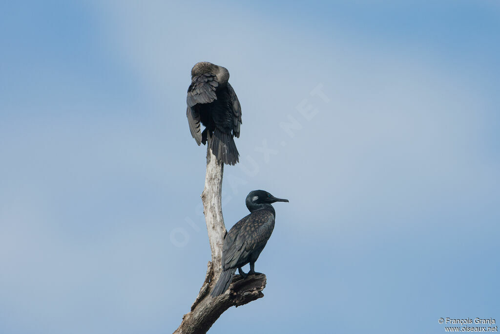 Little Cormorant