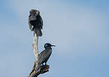 Cormoran de Vieillot