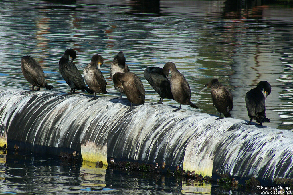 Cape Cormorant