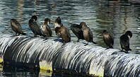 Cormoran du Cap