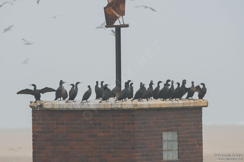 Cape Cormorant