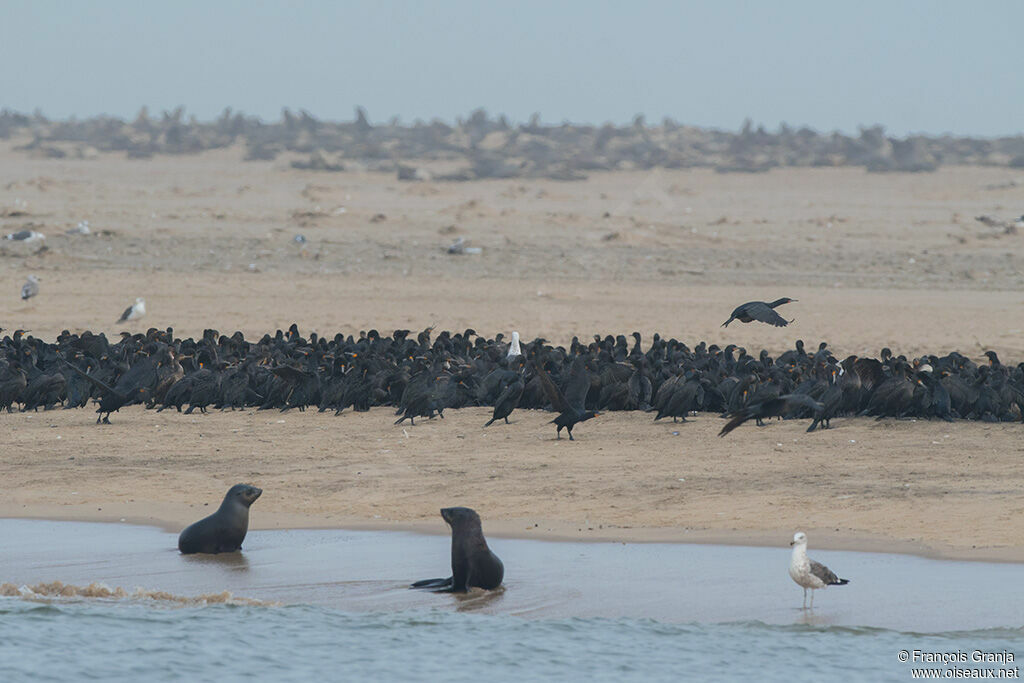 Cape Cormorant