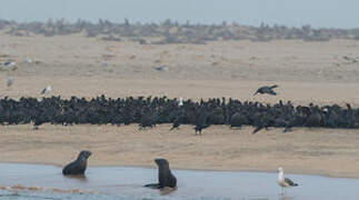 Cape Cormorant