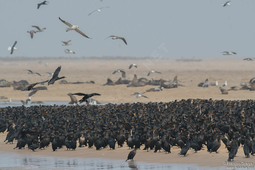 Cape Cormorant