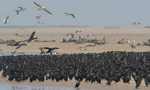 Cape Cormorant