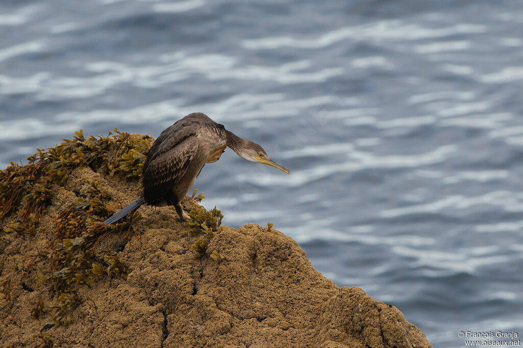 Cormoran huppéimmature