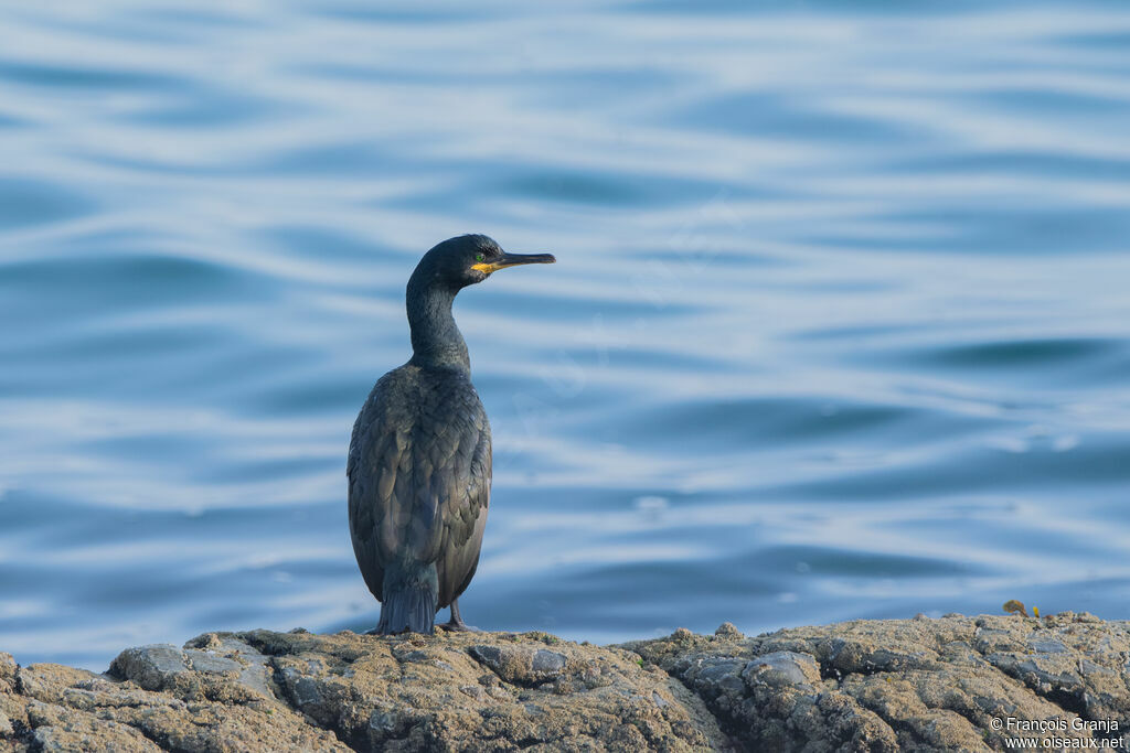 European Shag