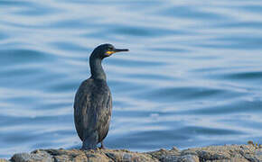 European Shag