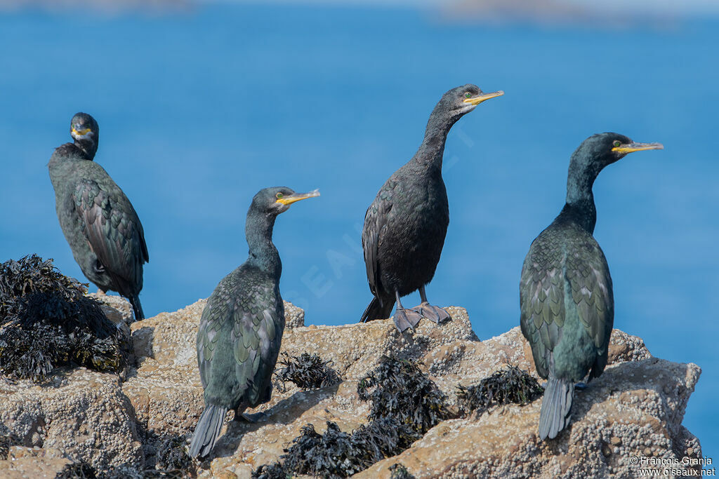 European Shag