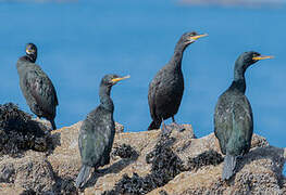 European Shag