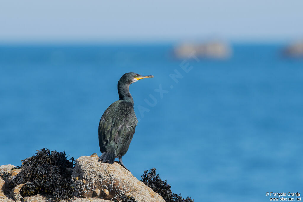 European Shag