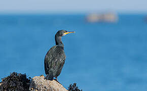 European Shag