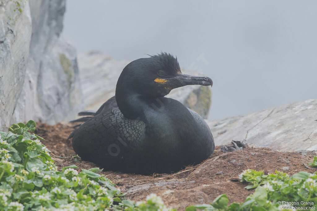 European Shag