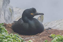 European Shag