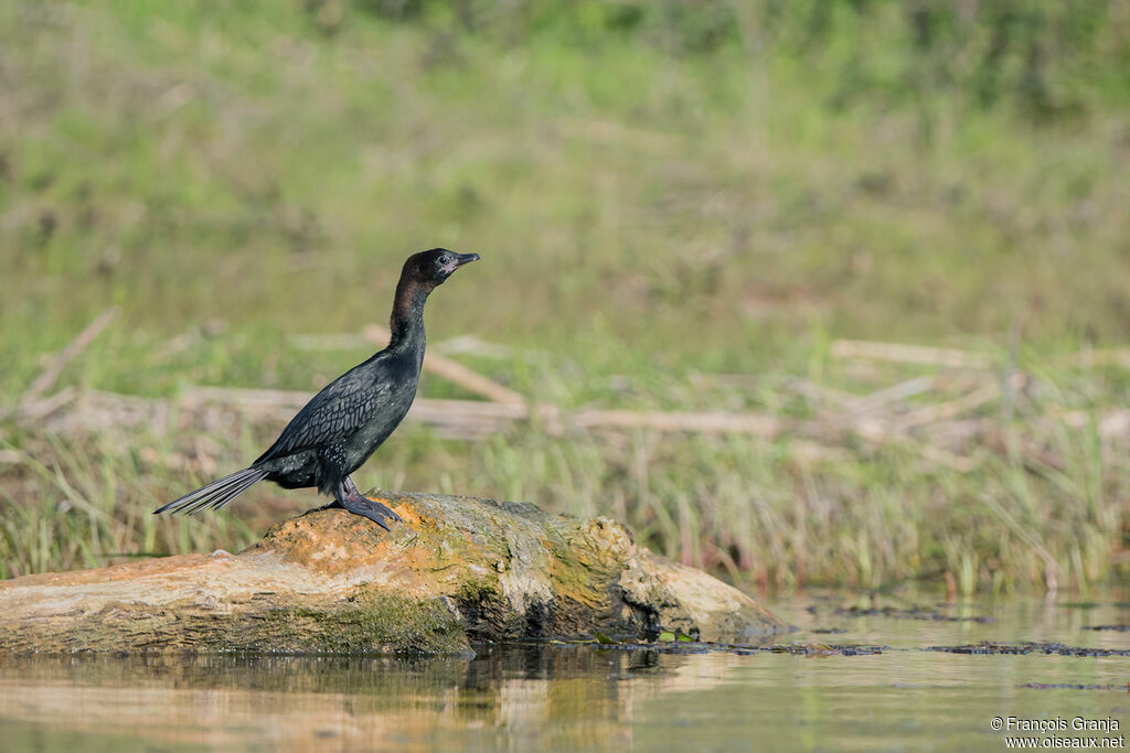 Pygmy Cormorant