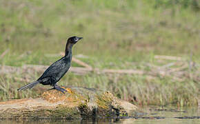 Pygmy Cormorant